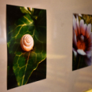 Ádori Orsolya fotókiállítása a Ceglédi Kossuth Lajos Gimnáziumban