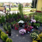 Virágvásár és főzőfesztivál Csemőben