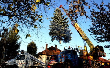 Felállították a karácsonyfát