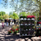 Virágvásár és főzőfesztivál Csemőben