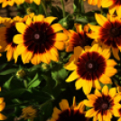 Együttműködésbe kezdett a csemői Marosi Faiskola és a Nemzeti Agrárkutatási és Innovációs Központ