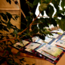 Legszebb rajzok - legszebb kertek