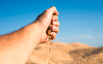 Hogyan válassz vetőmagot ha fontos számodra a hozam és az ellenállóság