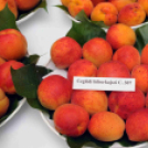 Kajszibarack tanácskozás a Gyümölcskutatóban