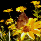 Telefonfotók - Ceglédi hangulatok