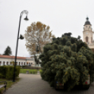 Megérkezett a város karácsonyfája