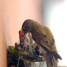 Egy halkonzervnyi gondoskodás