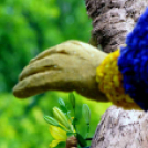 XIX. Kossuth Toborzó - péntek