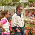 Rózsák Hétvégéje - Oázis Kertészeti Áruház