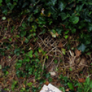 Messze a hazától...