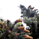 Megérkezett a város karácsonyfája