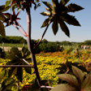 Színpompás bemutató