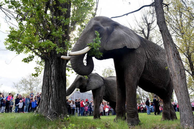 Elefántok érkeztek a Vörösmarty térre