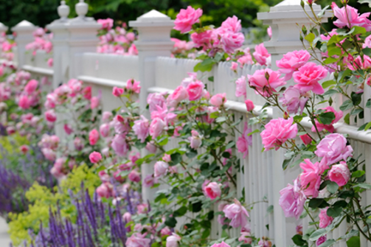 🌹  Rózsák és levendulák hétvégéje