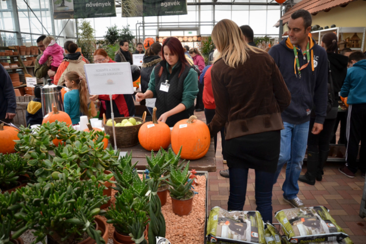 Családi tökfaragás az Oázis Kertészetben