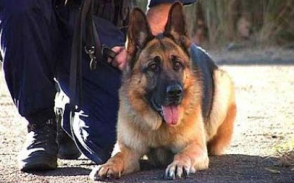 Nyomkövető kutya derítette fel a rablókat