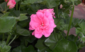 Muskátlik tízparancsolata 