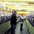 Ceglédi galamb mustra