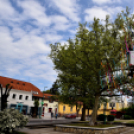 A város májusfája