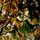 Ősz a Gubody parkban