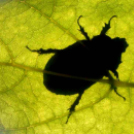 Telefonfotók - Ceglédi hangulatok