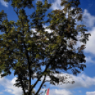 MSZP sajtótájékoztató