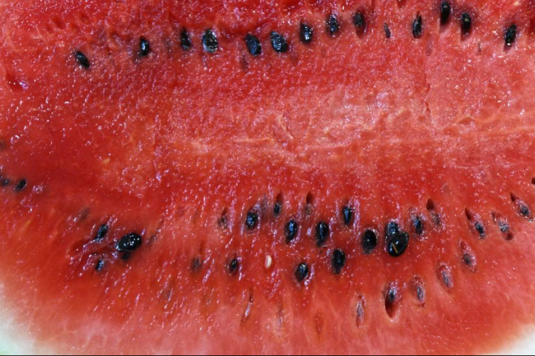 A Lidl olcsó dinnyéje miatt dühöng az agrárkamara