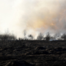 Száraz növényzet égett