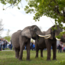 Elefántok érkeztek a Vörösmarty térre