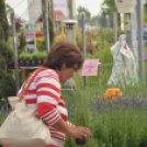 Rózsák Hétvégéje - Oázis Kertészeti Áruház