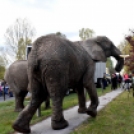 Elefántok érkeztek a Vörösmarty térre