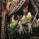 Hartyányi Norbert - Fácán vadászat