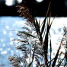 Éhmann Ferenc Horgászverseny