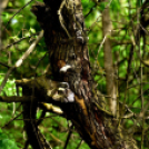 Karanténséta a Gerje parton