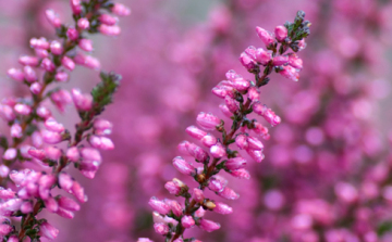 Megérkeztek az Erikák