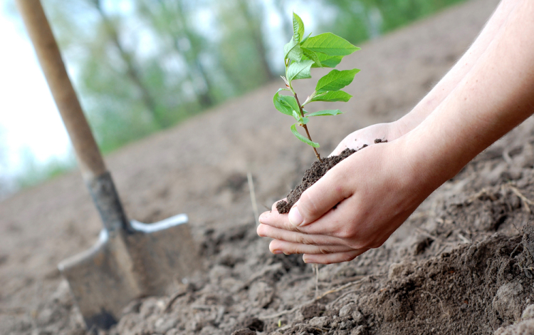 Több mint 200 fát ültettek az elmúlt két évben Cegléden