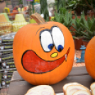 Családi tökfaragás az Oázis Kertészetben