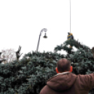 Felállították a város karácsonyfáját