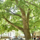 Díjak, előléptetések a Semmelweis napon