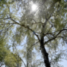 Virágvásár és főzőfesztivál Csemőben