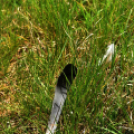 Karanténséta a Gerje parton