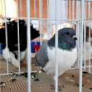 Galambkiállítás Cegléden