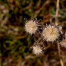 Karanténséta a Gerje parton