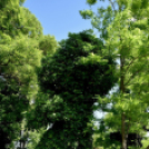 Gyászistentisztelet a temetőben