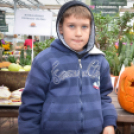 Családi tökfaragás az Oázis Kertészetben