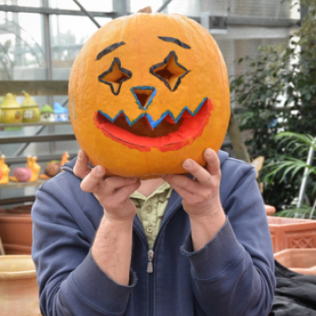 Családi tökfaragás az Oázis Kertészetben