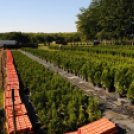 Színpompás bemutató