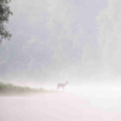 MAFOSZ kiállítás képei