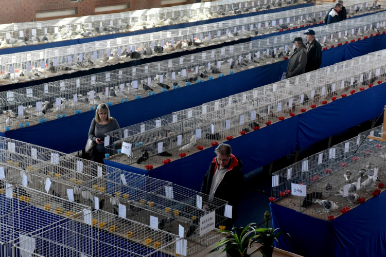 Mintegy 800 galamb az iskolában