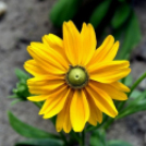 Csemőben is járt a nemzetközi zsűri